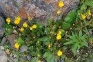 vignette Calceolaria lanceolata