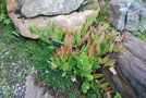 vignette Dianthus plumarius &  identifier