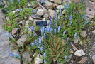 vignette Gentiana arethusae var. delicatula / Yunnan, Tibet