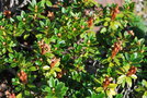 vignette Rhododendron myrtifolium / Europe