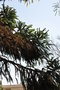 vignette Araucaria angustifolia