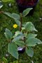 vignette Ribes laurifolium Rosemoor form