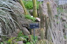 vignette Cleistocactus sucrensis