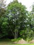 vignette Ailanthus altissima - Ailante