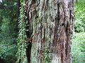 vignette Sequoia sempervirens