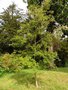 vignette Quercus variabilis - Chne