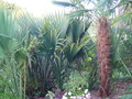 vignette Sabal palmeto, mon jardin