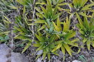 vignette Dyckia brevifolia