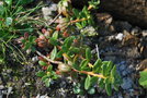 vignette Rhododendron lapponum / Rgion polaire