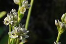 vignette Swertia lactea / Gentianaceae / Pamir