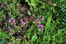 vignette Thymus serphyllum ssp. tanaensis /  nord Laponie
