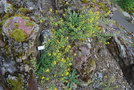 vignette Physaria arctica / Brassicaceae / Arctique