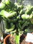 vignette Euphorbia f cristata