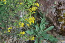 vignette Physaria arctica / Brassicaceae / Arctique