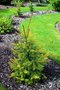 vignette Picea abies 'Golden Beskid'