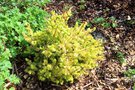 vignette Picea glauca yellow form