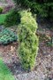 vignette Taxus baccata 'Silver Spire'