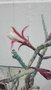 vignette Cereus spegazzinii f. cristata