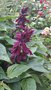 vignette Salvia splendens 'Vista Purple'