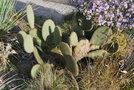 vignette Opuntia scheeri