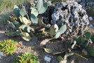 vignette Opuntia basilaris