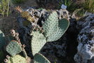 vignette Opuntia basilaris