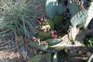 vignette Opuntia basilaris