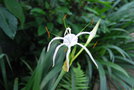 vignette Hymenocallis caribaea