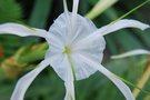 vignette Hymenocallis caribaea