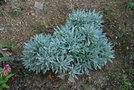 vignette Helichrysum orientale