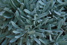 vignette Helichrysum orientale