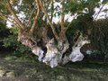 vignette Quercus pedonculata - Chne pdoncul