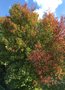 vignette Amelanchier - couleurs d'automne
