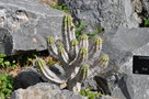 vignette Euphorbia echinus