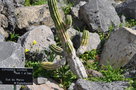 vignette Euphorbia echinus