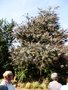 vignette La SHBL visite le jardin de Serge M  Fouesnant (Acacia baileyana 'Purpurea' - Mimosa de Bailey)