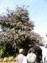 vignette La SHBL visite le jardin de Serge M  Fouesnant (Acacia baileyana 'Purpurea' - Mimosa de Bailey)