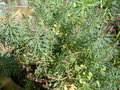 vignette Euphorbia cyparissias 'Fens Ruby'