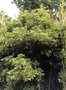 vignette La SHBL visite le jardin exotique de St Renan - Machilus thunbergii = Persea thunbergii