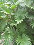 vignette Philodendron xanadu