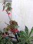vignette 02-Begonia maculata / Begonia punctata
