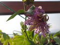 vignette 02-Passiflora incarnata
