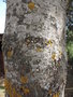 vignette Fraxinus excelsior (tronc)