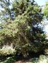vignette Cupressus macrocarpa - Cypres de Lambert