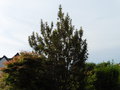 vignette Lomatia ferruginea dans jardin priv