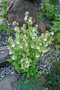vignette Symphyandra pendula / Campanulaceae / Osstie (Caucase)
