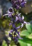 vignette Swertia forrestii / Gentianaceae / Yunnan