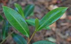 vignette Polyspora longicarpa / Theaceae / Chine, Vietnam, Thalande