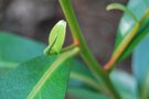 vignette Polyspora longicarpa / Theaceae / Chine, Vietnam, Thalande