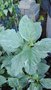 vignette Hydrangea macrophylla 'Coeur d'Hlne'